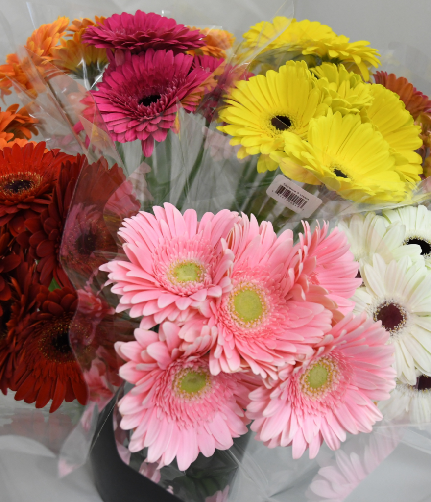 Gerbera Consumer Bunch - Hollandia